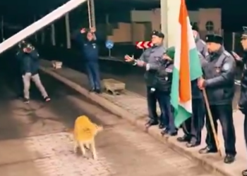 perro callejero