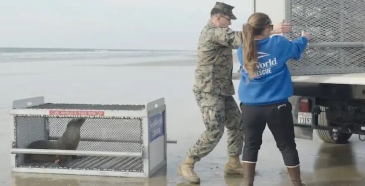 SeaWorld liberó a dos leones marinos rescatados en Camp Pendleton