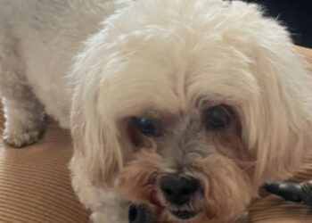 Sentencian a un año de cárcel a hombre que mató a golpes a un perro de servicio