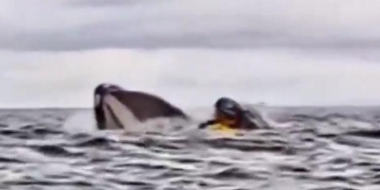 ballena