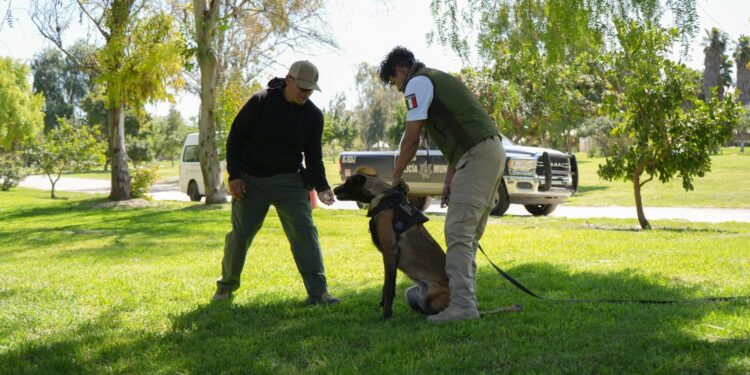 Unidad K9 de Tijuana entrenará perros de búsqueda para localizar migrantes y personas en riesgo
