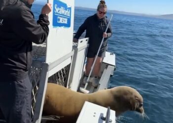 Siete leones marinos rehabilitados fueron devueltos al océano en la costa de San Diego