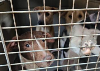 Rescatan a seis perros en estado de desnutrición en Tijuana