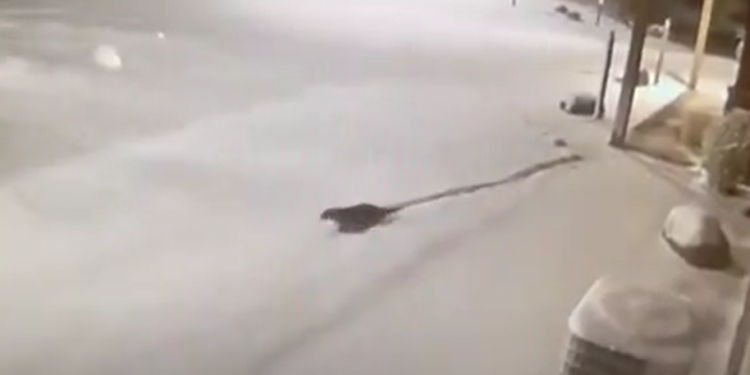 Dos nutrias escapan de zoológico en Wisconsin y se deslizan por la nieve