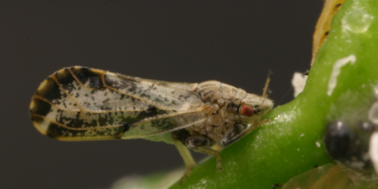 Expanden cuarentena de cítricos en Valley Center por enfermedad mortal