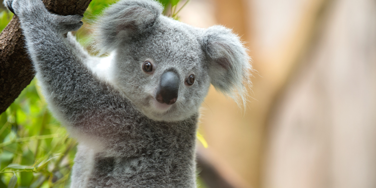 Sacrifican a 750 koalas tras incendio forestal en Australia