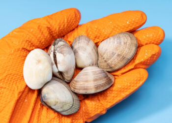 Detectan niveles peligrosos de ácido domoico en mariscos de San Diego