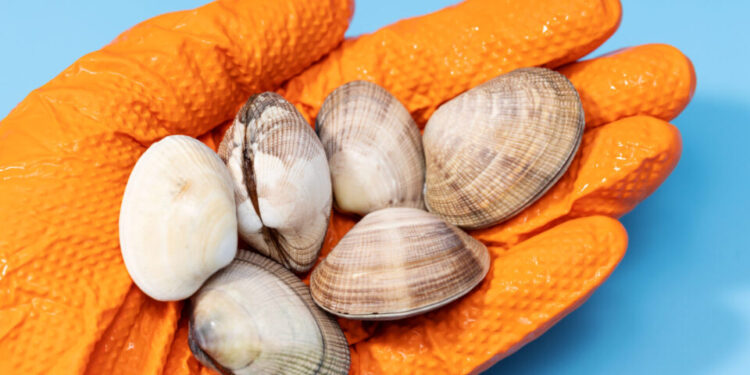 Detectan niveles peligrosos de ácido domoico en mariscos de San Diego