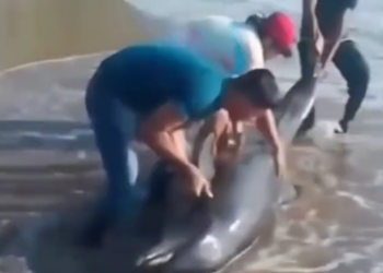 Muere delfín varado en playa de Nayarit pese a intento de rescate