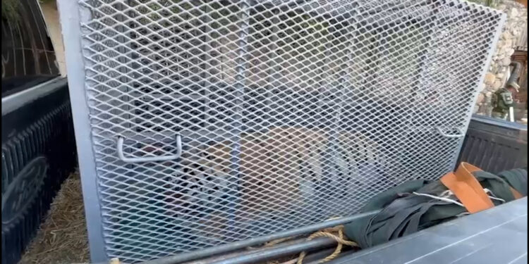 Rescatan a un tigre de bengala y otros animales exóticos en Tijuana