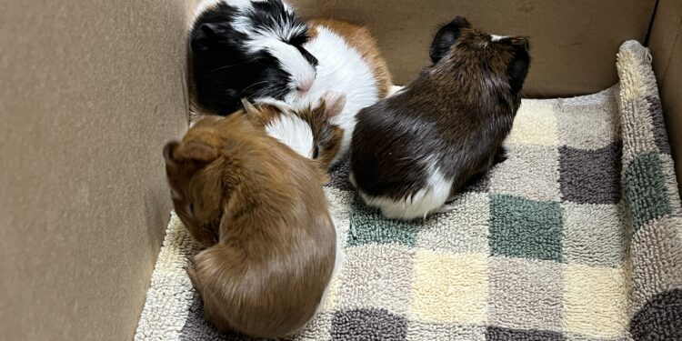 San Diego Humane Society recibe más de 260 animales en un solo día