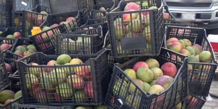 Localizan metanfetamina escondida en cargamento de mangos en BC