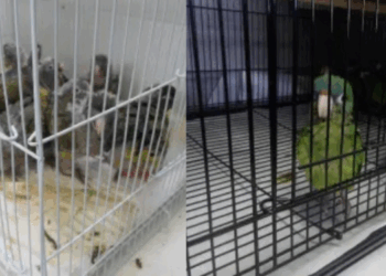 aves