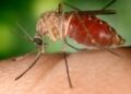 Detectan virus del Nilo Occidental en cuervos en Lemon Grove
