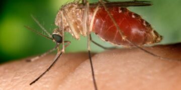 Detectan virus del Nilo Occidental en cuervos en Lemon Grove