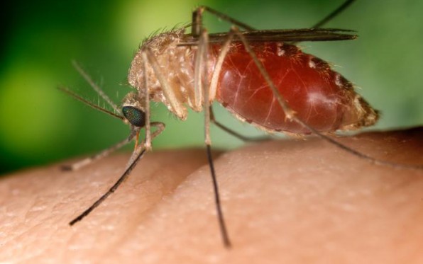 Detectan virus del Nilo Occidental en cuervos en Lemon Grove