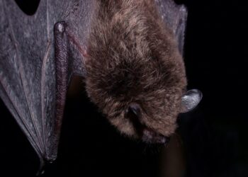 Alerta en San Diego Safari Park: murciélago con rabia genera llamado a visitantes