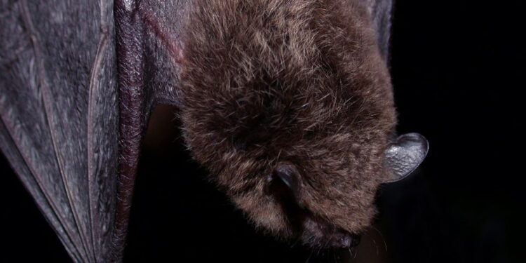 Alerta en San Diego Safari Park: murciélago con rabia genera llamado a visitantes