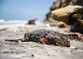 Vecinos exigen retiro de lobos marinos varados en Playas de Tijuana