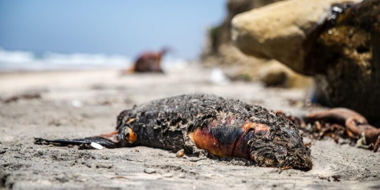 Vecinos exigen retiro de lobos marinos varados en Playas de Tijuana