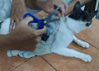Capturan a narco gato con droga adherida al cuerpo en prisión de Costa Rica
