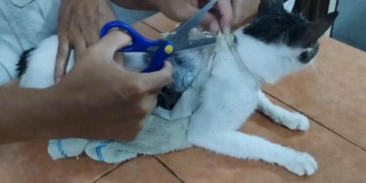 Capturan a narco gato con droga adherida al cuerpo en prisión de Costa Rica