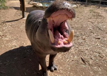 California alberga al hipopótamo pigmeo más longevo bajo cuidado en el mundo