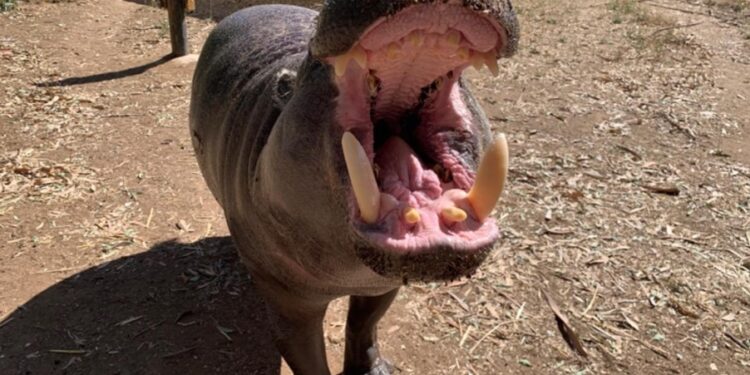 California alberga al hipopótamo pigmeo más longevo bajo cuidado en el mundo