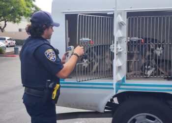 San Diego Humane Society atiende a mascotas afectadas por choque aéreo en Murphy Canyon