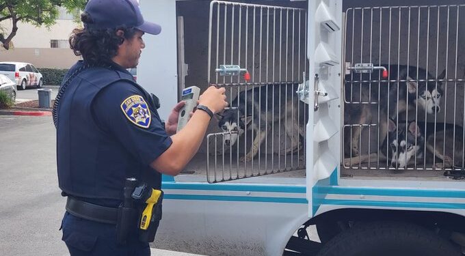 San Diego Humane Society atiende a mascotas afectadas por choque aéreo en Murphy Canyon