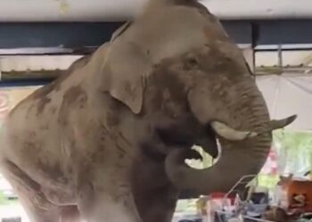 Elefante entró a tienda en Tailandia y roba comida