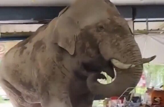 Elefante entró a tienda en Tailandia y roba comida