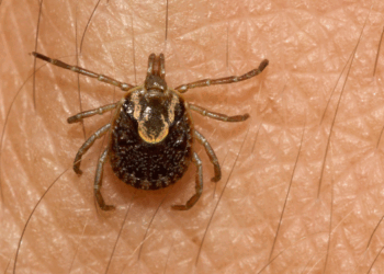 Aumentan muertes por rickettsia en Baja California