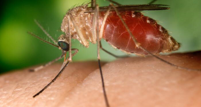 Detectan virus del Nilo Occidental en mosquitos localizados en San Diego