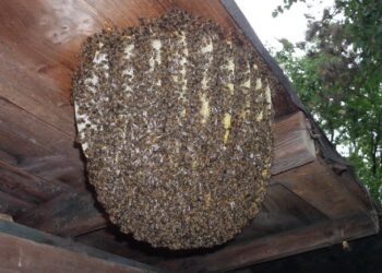 Mujer sufrió ataque de abejas en Santee y es rescatada por plomero