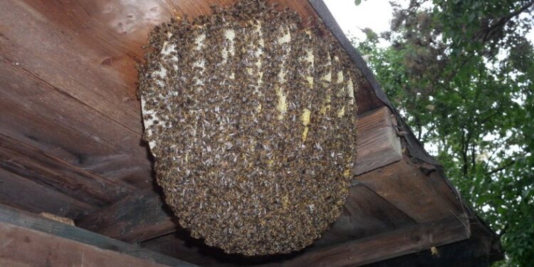 Mujer sufrió ataque de abejas en Santee y es rescatada por plomero