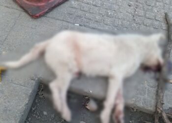Puebla realizó el primer levantamiento forense de un perro atropellado