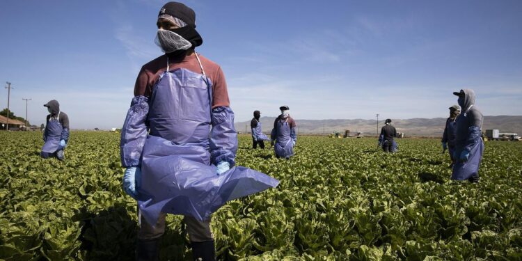 Trabajadores agrícolas en California convocan huelga contra redadas