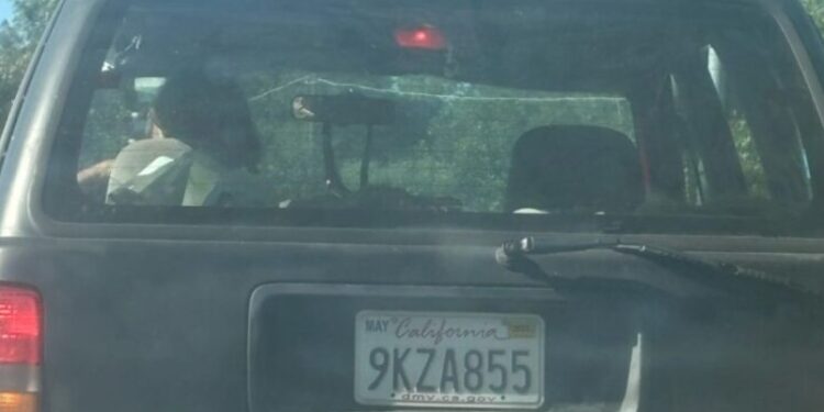 Buscan al responsable de brutal crueldad animal en Spring Valley