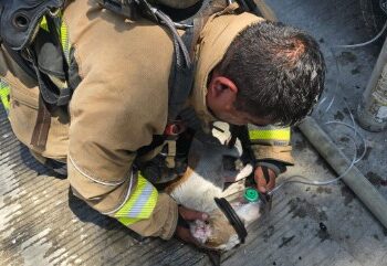 Bomberos rescatan a dos mascotas inconscientes durante incendio en Tijuana