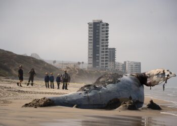 Ballena muerta en playas de tijuana
