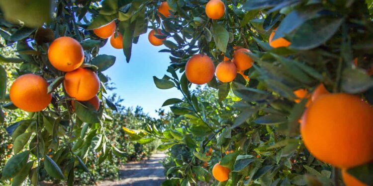 Declaran cuarentena citrícola en el norte de San Diego