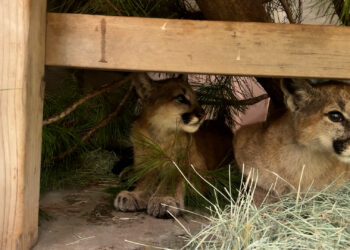 Cachorros huérfanos de león de montaña regresan a la vida silvestre en San Diego
