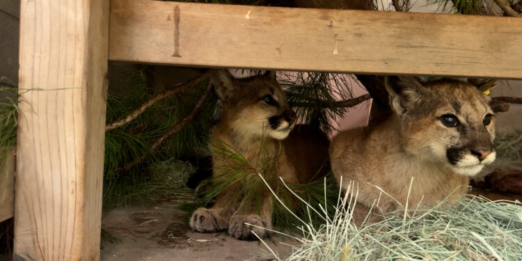Cachorros huérfanos de león de montaña regresan a la vida silvestre en San Diego
