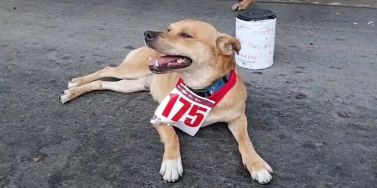 Fallece “Chicles”, el perro maratonista de Baja California, por envenenamiento