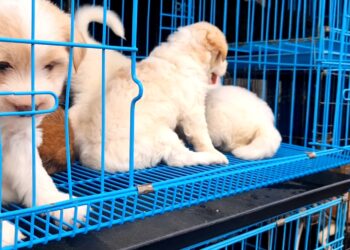 California firma nuevas leyes de protección animal para erradicar criaderos ilegales