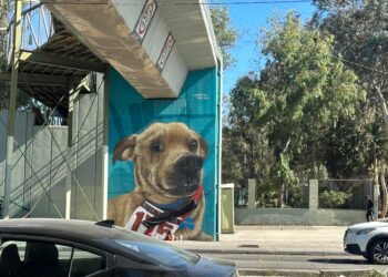 PERRO CHICLES