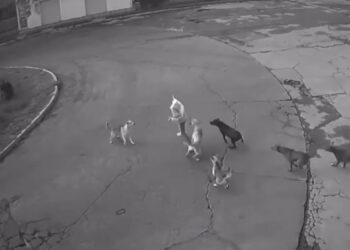 Mujer fue atacada por una jauría de perros en México