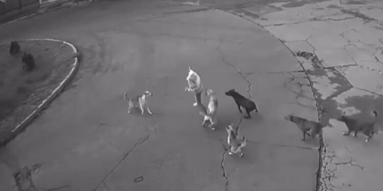 Mujer fue atacada por una jauría de perros en México