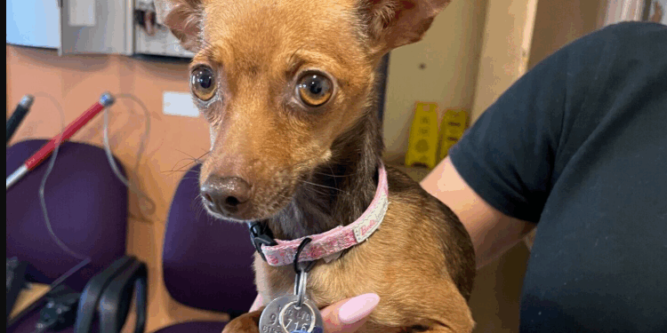 Mujer sentenciada por crueldad animal en Spring Valley